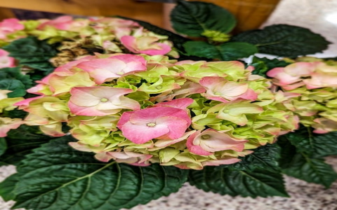 主机屋免费主机数据库地址-VPS联盟