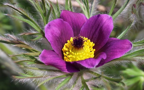 最强俄罗斯服务器-VPS联盟