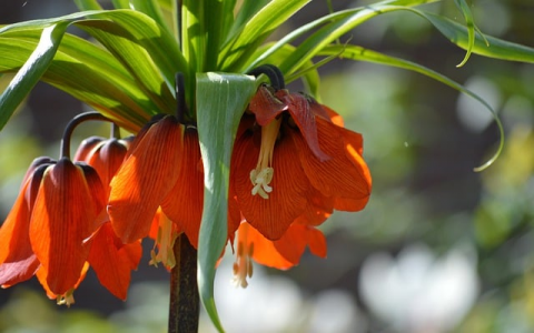 租服务器没在线支付-VPS联盟