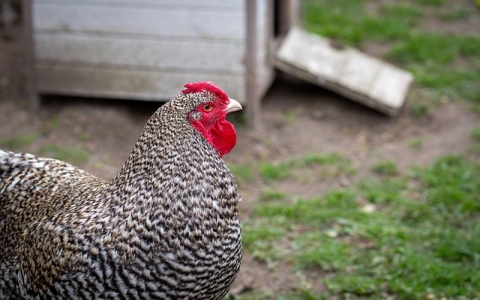 租用美国vps-VPS联盟