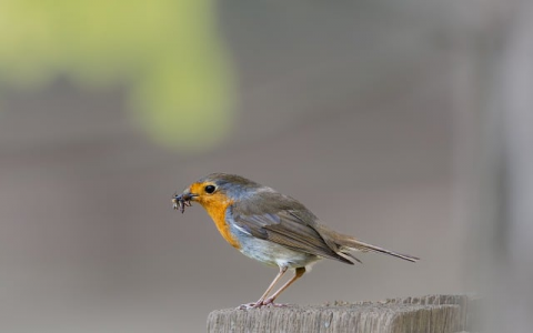 主机屋的数据库名-VPS联盟
