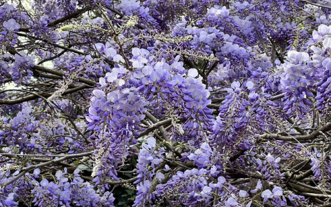 租服务器流量-VPS联盟