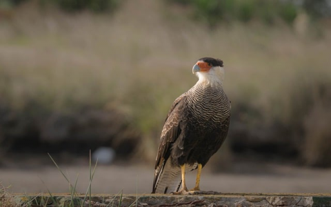 最好的香港主机是哪个-VPS联盟