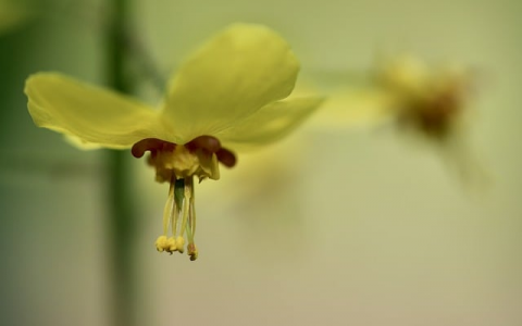 主机做系统进不了主页-VPS联盟