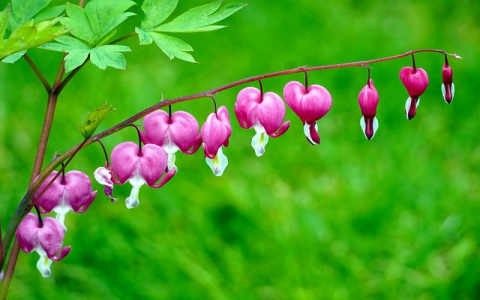 自己电脑分vps-VPS联盟