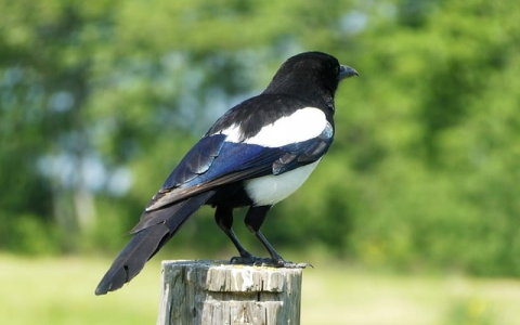 主机合租-VPS联盟