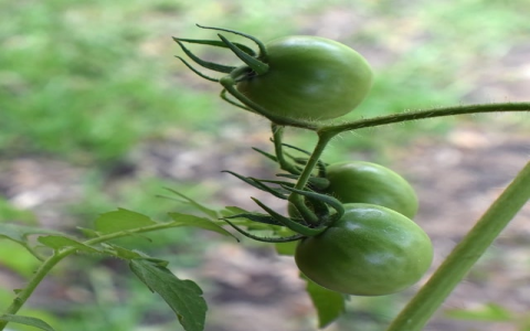 主机和云主机-VPS联盟