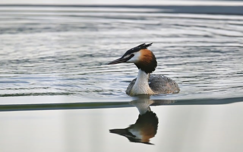 主机开通成功 石家庄-VPS联盟