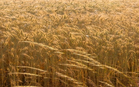 主机分销系统-VPS联盟