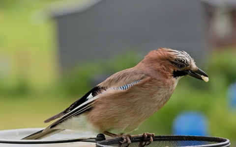 主机服务器托管-VPS联盟