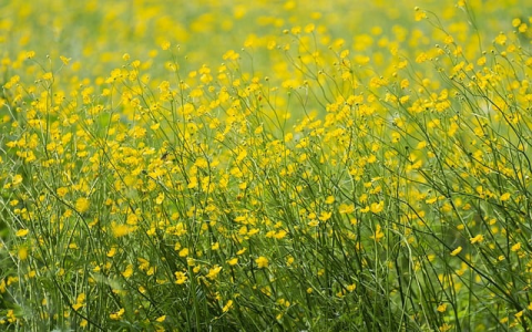 主机的核数-VPS联盟