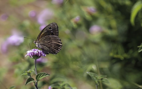 主机服务器的ip地址-VPS联盟