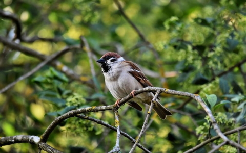 主机控制面板是什么-VPS联盟