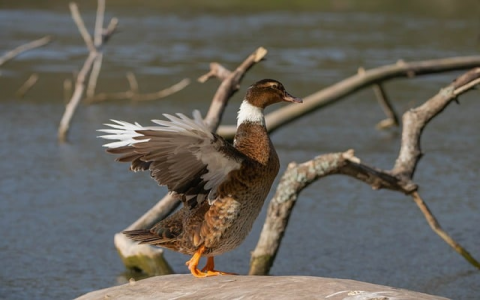 主机记录是什么意思-VPS联盟