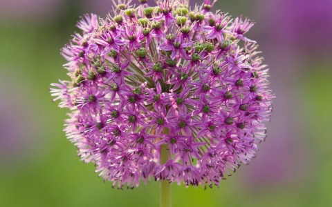 主机平台 2015-VPS联盟