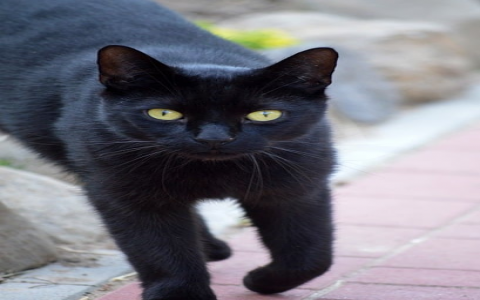 主机好坏看什么-VPS联盟