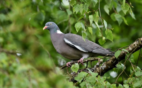 主机如何解析域名-VPS联盟