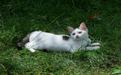 主机名和域名是什么-VPS联盟