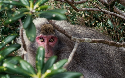 主机拼音-VPS联盟