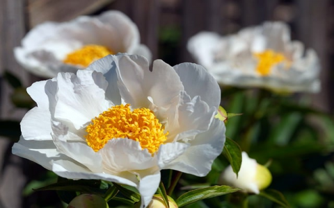 主机青岛的有什么呀-VPS联盟