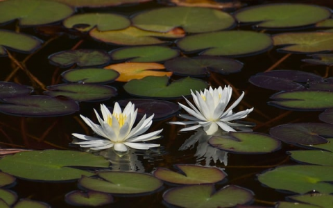 主机登录名是多少-VPS联盟