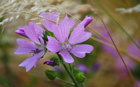主机管理系统哪家好-VPS联盟