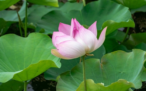 主机和dns-VPS联盟