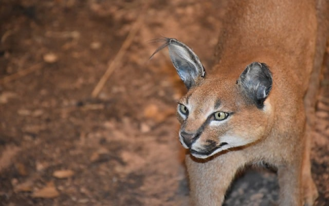 主机蛋免费空间-VPS联盟