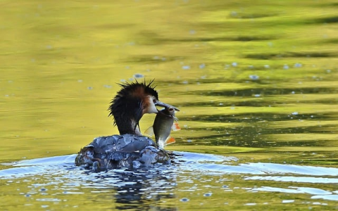 主机接入商-VPS联盟