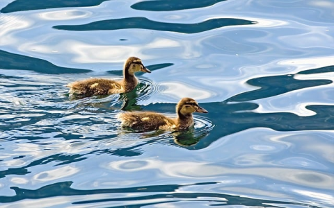 主机地址查询-VPS联盟