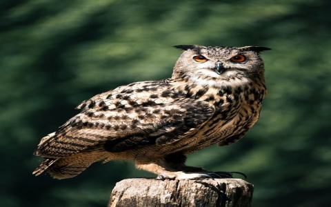 主机服务-VPS联盟