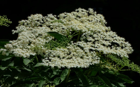 主机排行-VPS联盟