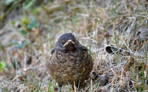 主机返回-VPS联盟