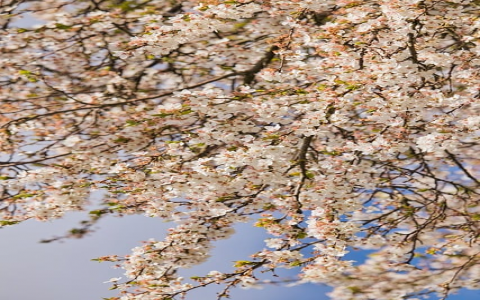 主机临时域名怎么更换-VPS联盟