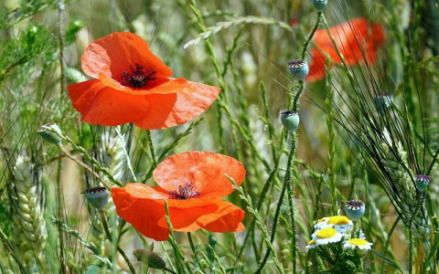 主机更换ip php网页影响-VPS联盟