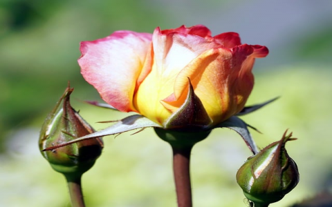 主机建站软件-VPS联盟