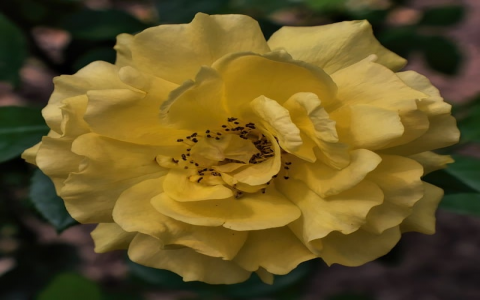 主机机构代码-VPS联盟