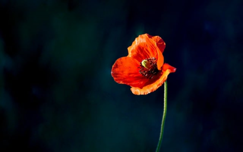 主机里面什么能卖-VPS联盟