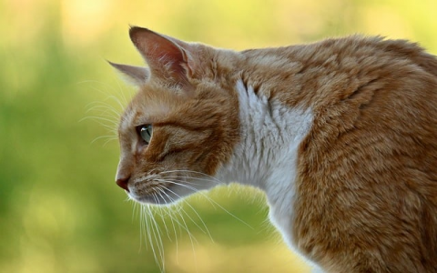 主机后台解包错-VPS联盟