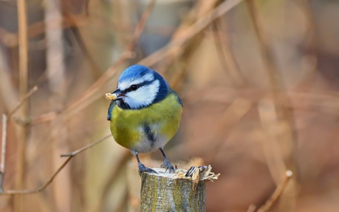 主机壳 vps-VPS联盟