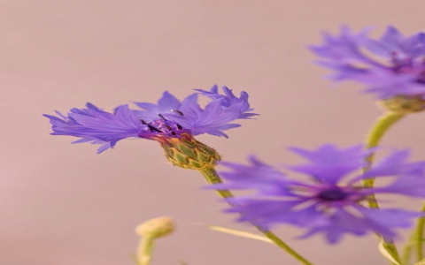 主机的定义-VPS联盟