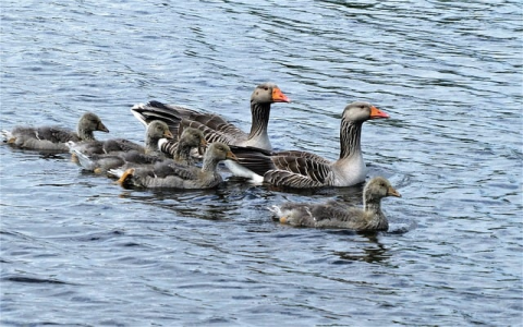 主机登陆-VPS联盟