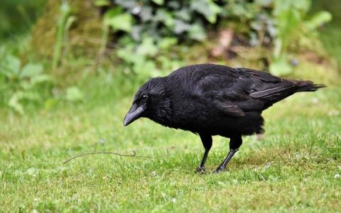 主机如何配置伪静态-VPS联盟