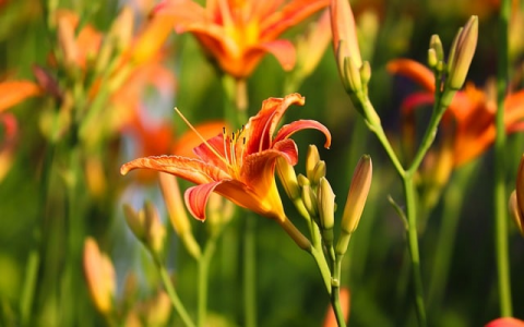 主机带宽控制列表-VPS联盟