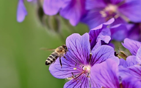 主机的英文单词-VPS联盟