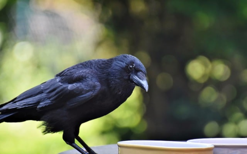 主机号字段是什么-VPS联盟