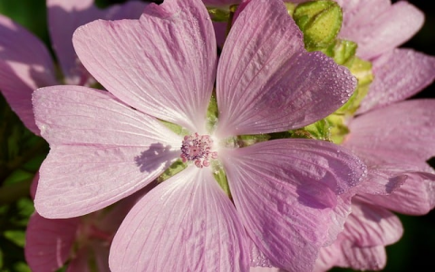 主机电子-VPS联盟