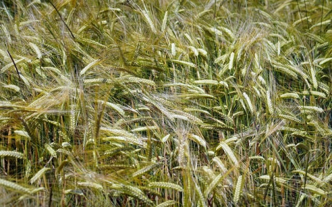 主机可以叫服务器吗-VPS联盟