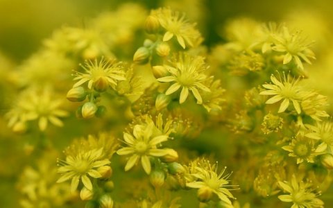 主机加入域-VPS联盟