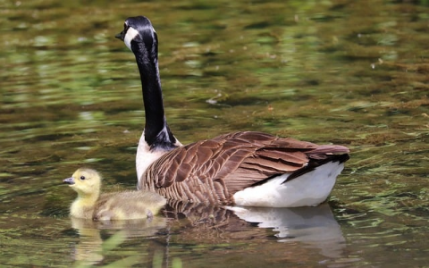 主机壳 域名-VPS联盟